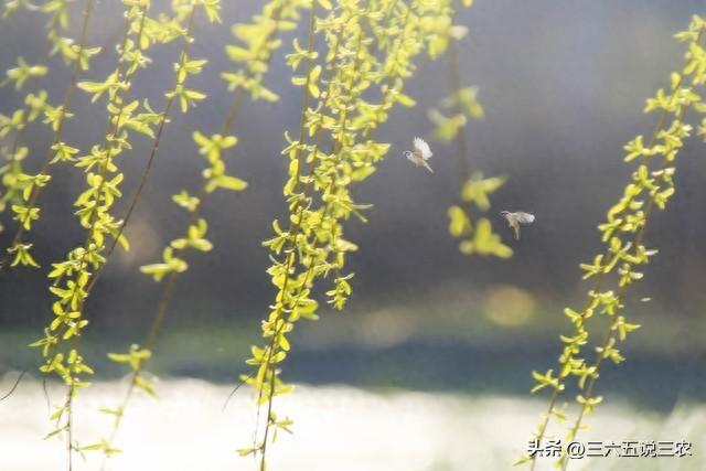 晴雅集_晴的拼音_晴