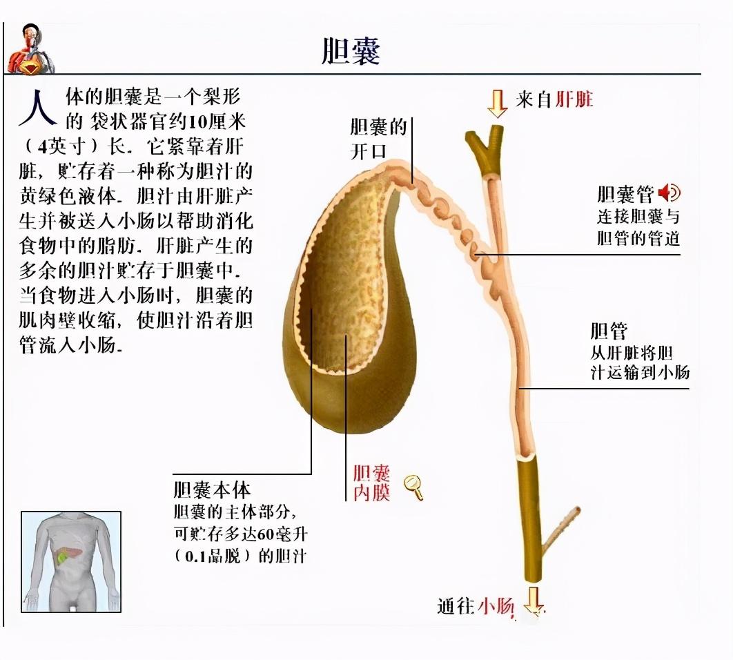 长痛不如短痛怎么表达_长痛不如短痛_长痛不如短痛怎么接下一句