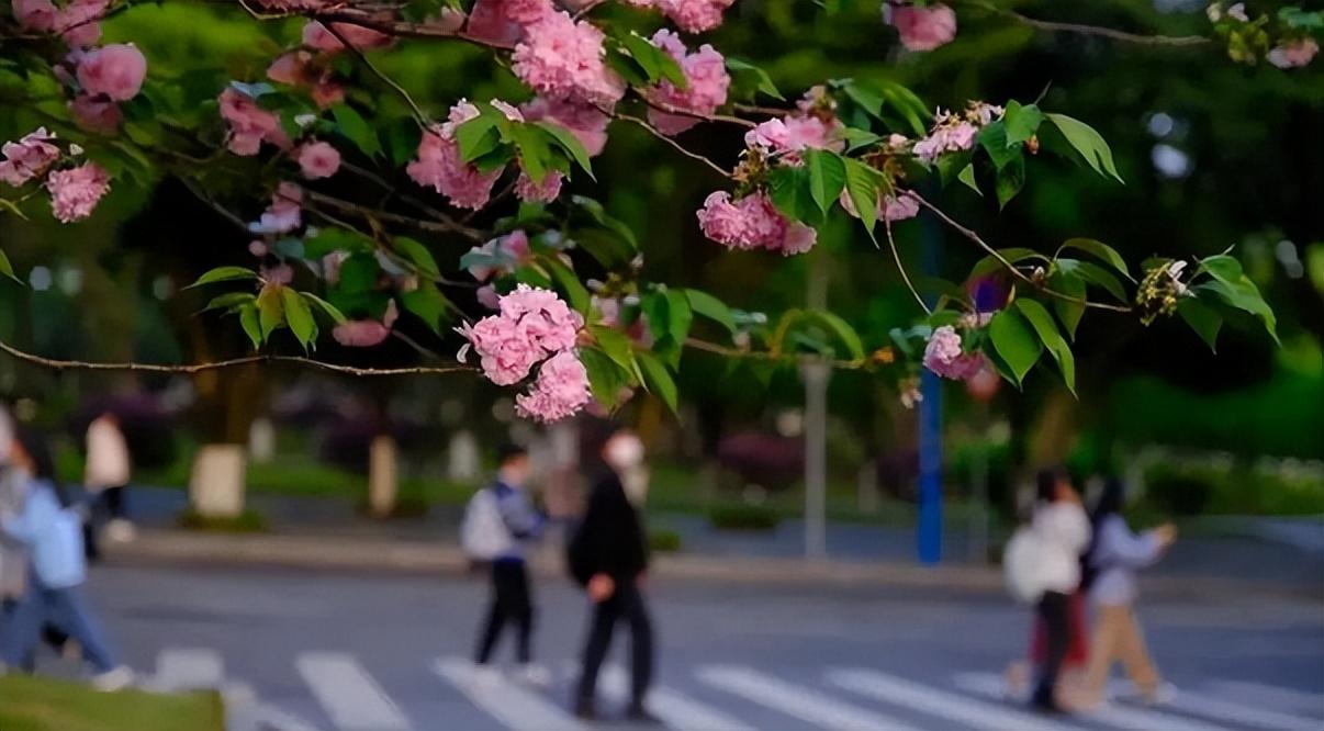 西南政法大学本科招生网_西南政法大学官网招生简章_西南政法大学2021招生网