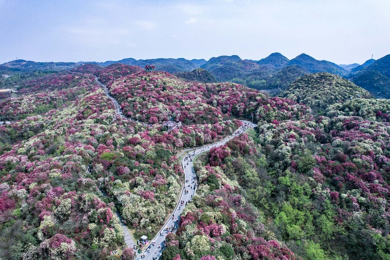 航拍百里杜鹃普底景区。李光辉摄