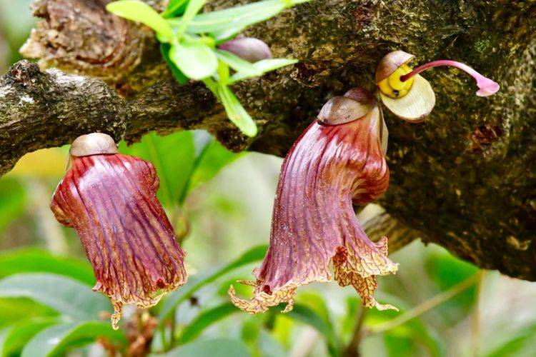 枝花电子秤密码是多少_枝()花()_枝花是什么意思