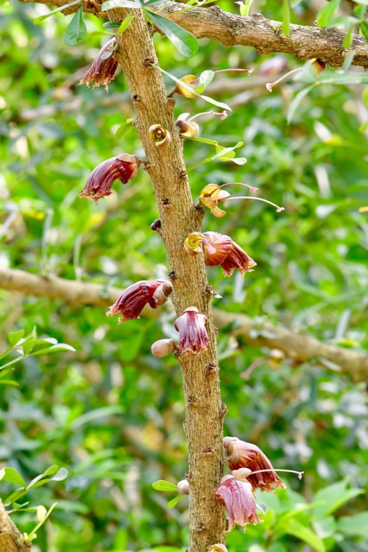 枝花电子秤密码是多少_枝花是什么意思_枝()花()