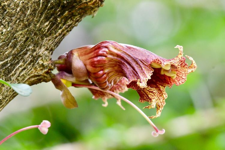 枝花电子秤密码是多少_枝()花()_枝花是什么意思