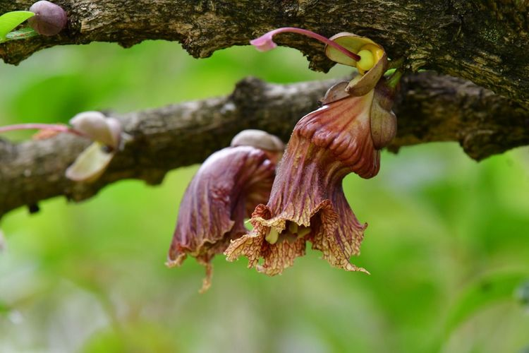 枝()花()_枝花电子秤密码是多少_枝花是什么意思