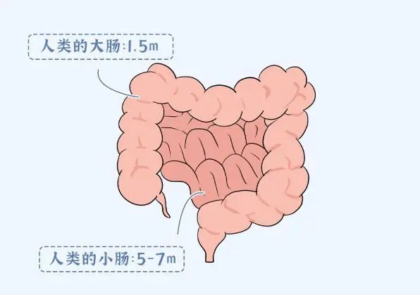 体重计使用方法_体重计量器_体重计算器