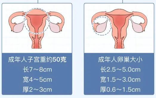 体重计使用方法_体重计算器_体重计量器