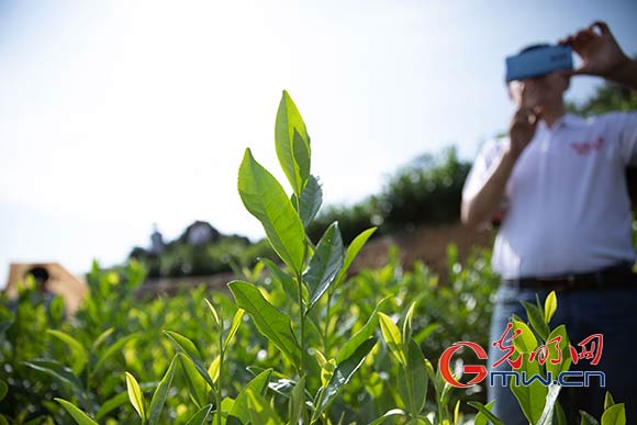 【脱贫攻坚在行动】以茶为媒借弦谱曲 贵州正安特色产业脱贫致富