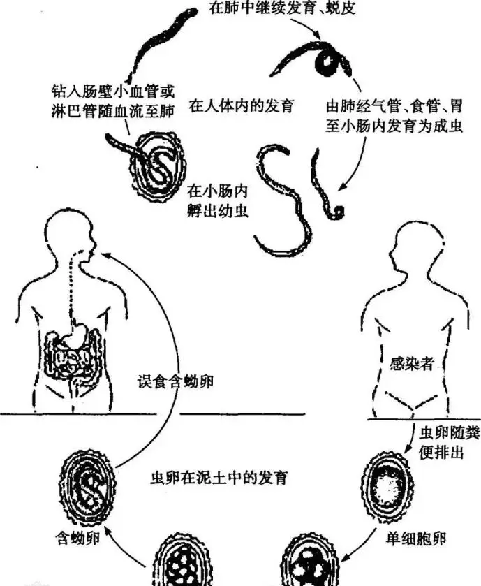 巧妇难为无米之炊_巧妇难为无米之炊的米是什么_难为无米之炊巧妇难为无米之炊