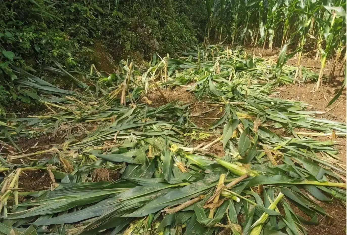 巧妇难为无米之炊_难为无米之炊巧妇难为无米之炊_巧妇难为无米之炊的米是什么