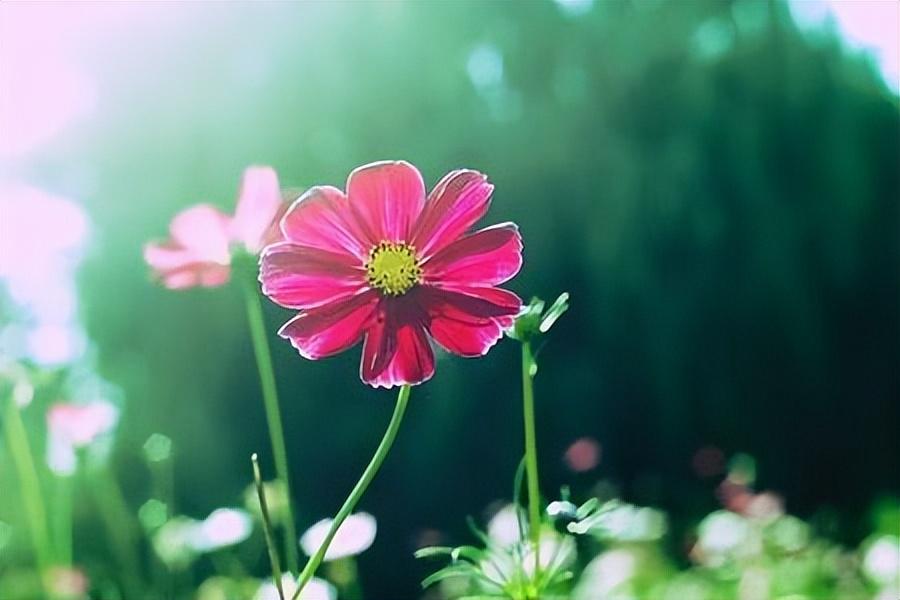 心生芥蒂_芥蒂怎么读_芥蒂的意思解释