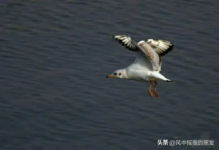 权变是褒义词还是贬义词_权变的意思是_权变的意思