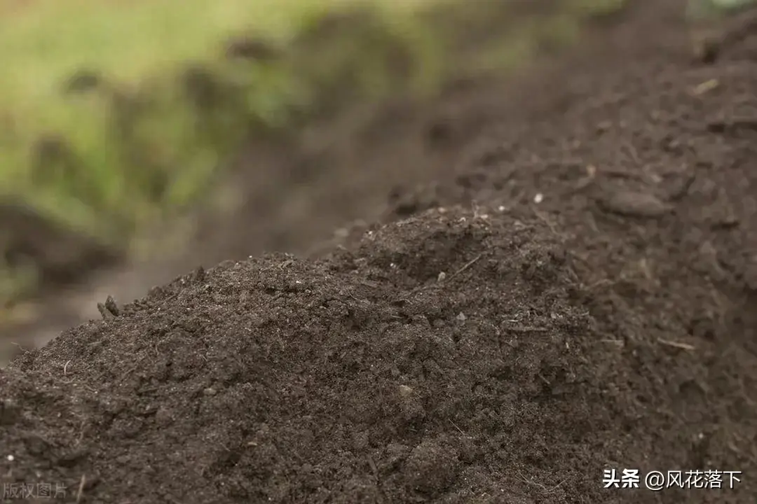 粪肠球菌_粪怎么读_粪与粪