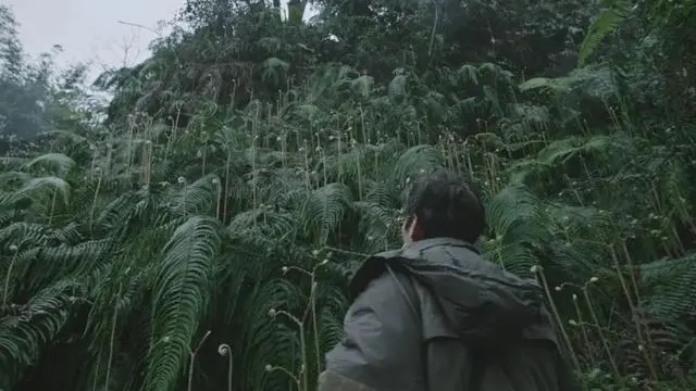 木兰诗_一个木一个越_木香的功效与作用