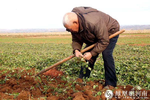 药材种植龙头上市公司_中药材种植龙头企业_最大的中药材种植龙头