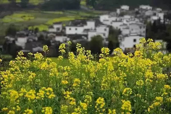 鹯鸢_鹯_鹯怎么读什么意思