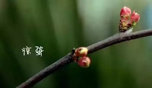 鹯鸢_鹯_鹯怎么读什么意思