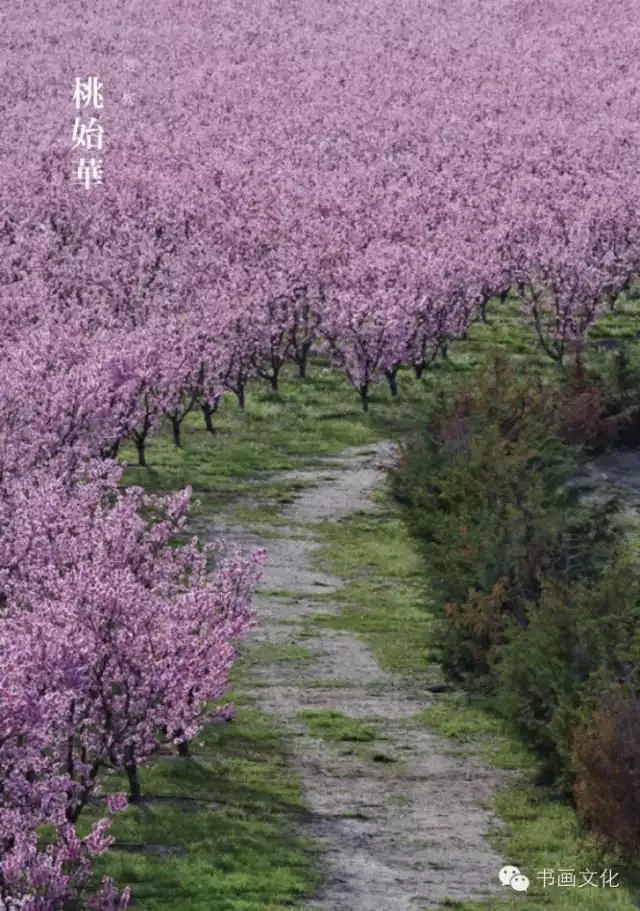 鹯怎么读什么意思_鹯_鹯鸢