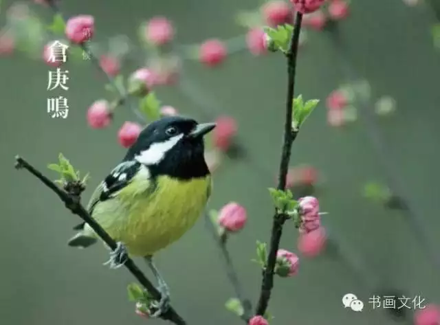 鹯鸢_鹯_鹯怎么读什么意思