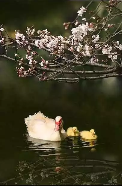 鹯鸢_鹯_鹯怎么读什么意思