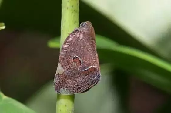 鹯_鹯鸢_鹯怎么读什么意思