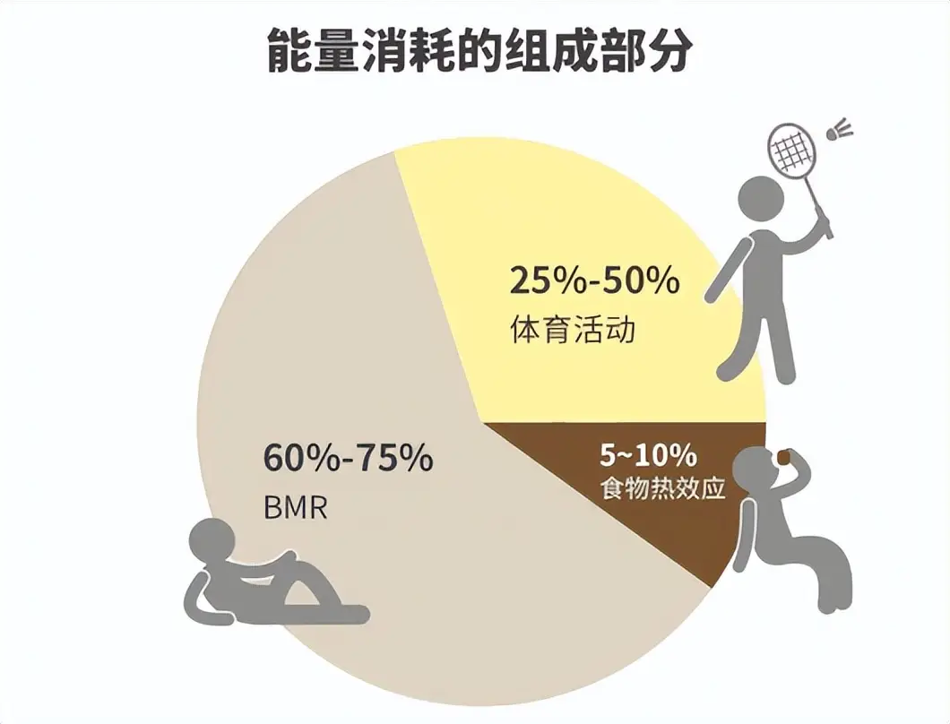 基础代谢在线计算器_代谢算法_代谢率查询