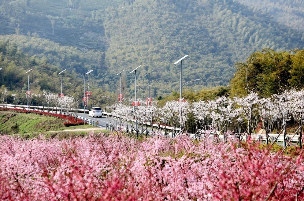 在妙山村，瞥见未来乡村美妙模样|高质量发展调研行·浙江站