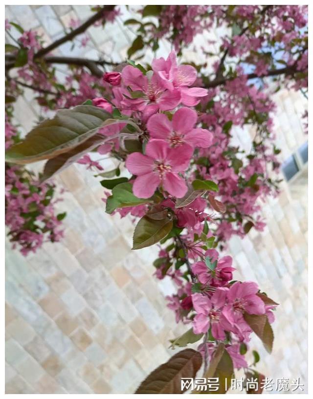 花甲年龄是多少岁算花甲呢_花甲年的赞美句子_花甲之年