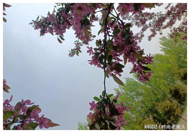 花甲之年_花甲年龄是多少岁算花甲呢_花甲年的赞美句子