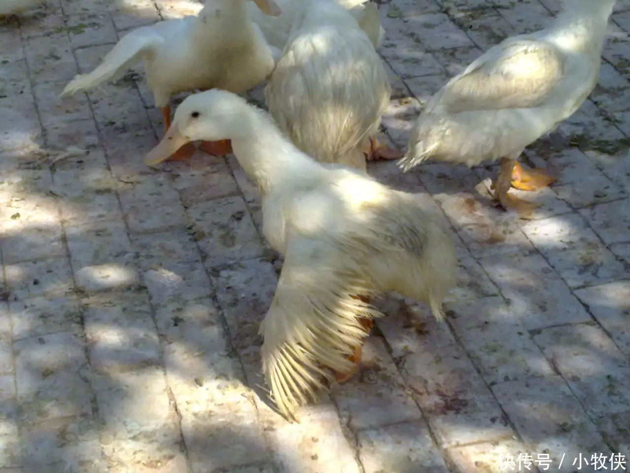 鸭子小时候图片_鸭子小时候_什么的小鸭子