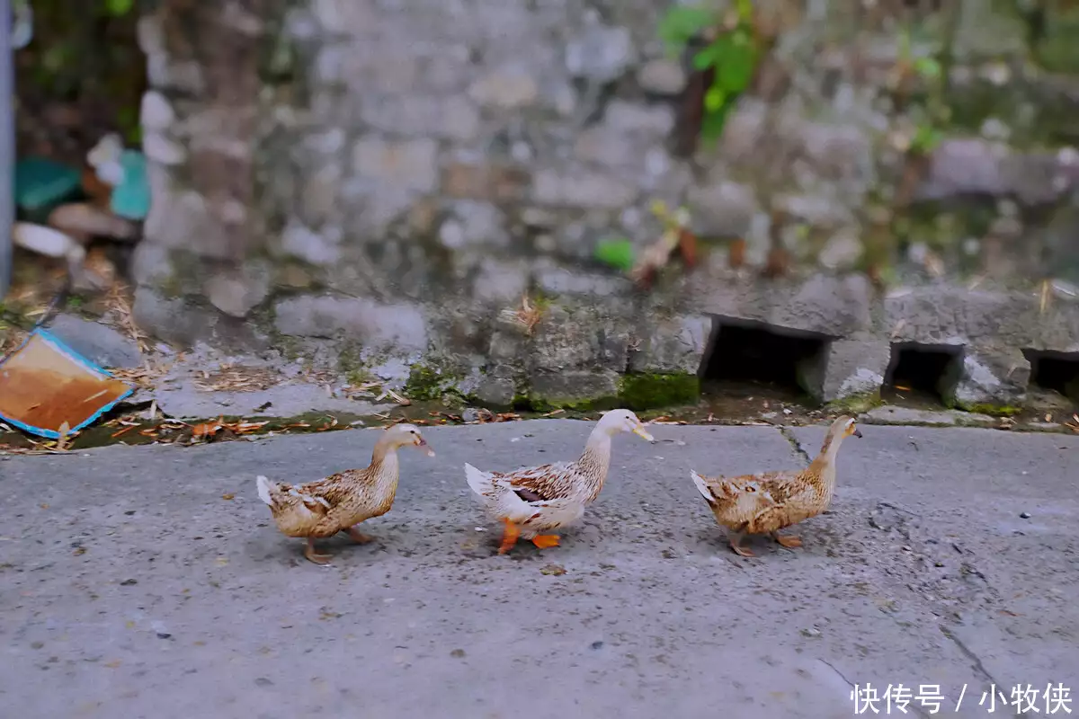 什么的小鸭子_鸭子小时候_鸭子小时候图片