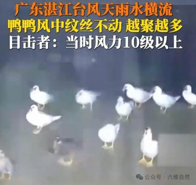 鸭子小时候吃什么_什么的小鸭子_鸭子小时候