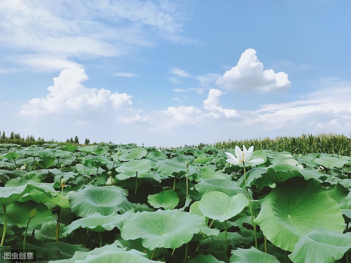 役读什么拼音怎么读_役读音是什么_役怎么读