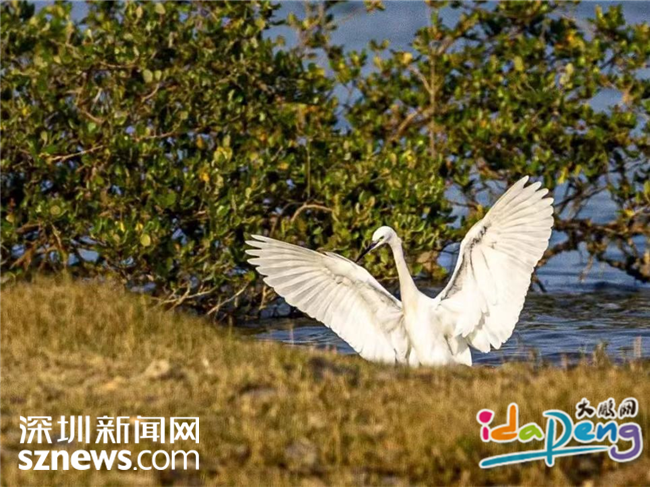 鳌读音是什么_鳌读册_鳌怎么读