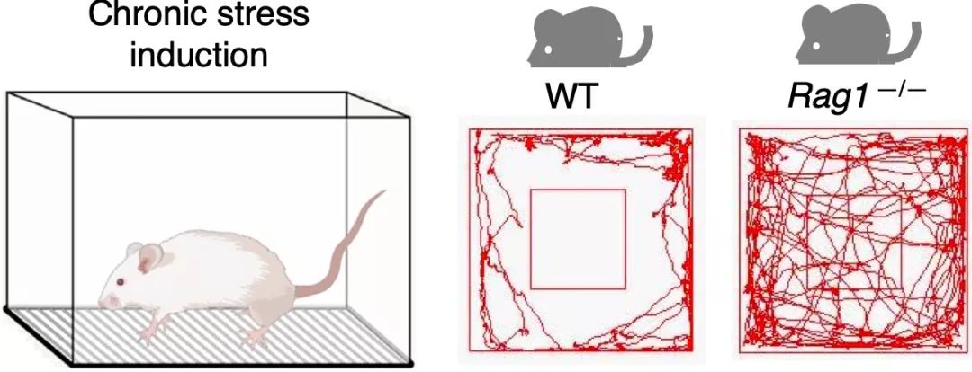 cells影响因子_cells游戏_cells