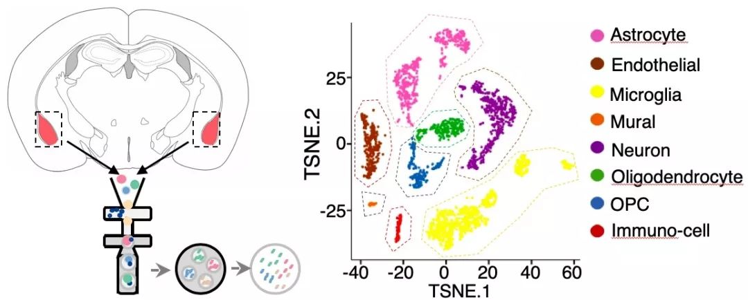 cells游戏_cells_cells影响因子