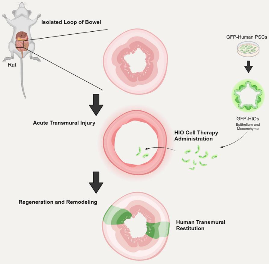 cells游戏_cells_cells期刊