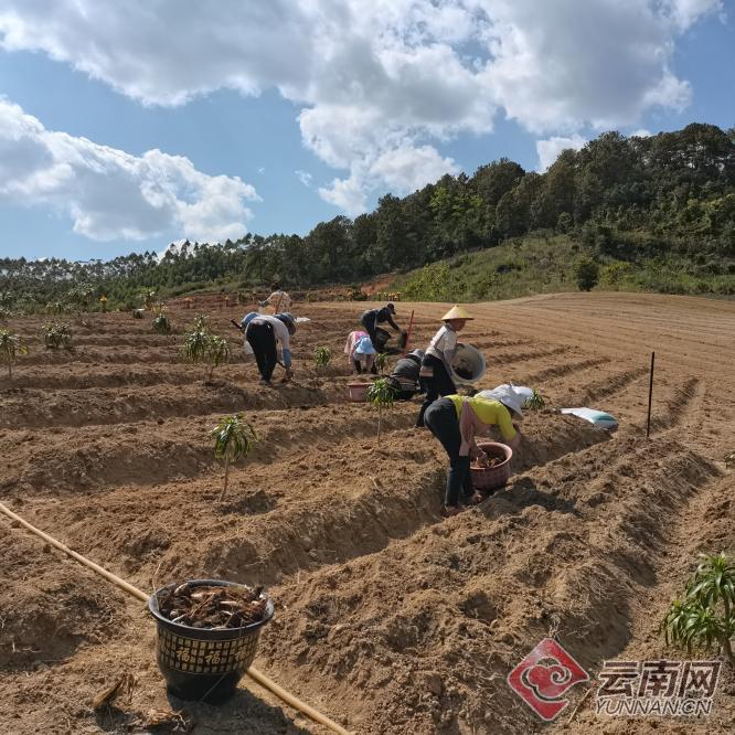 最大的中药材种植龙头_药材种植龙头股_药材种植龙头上市公司