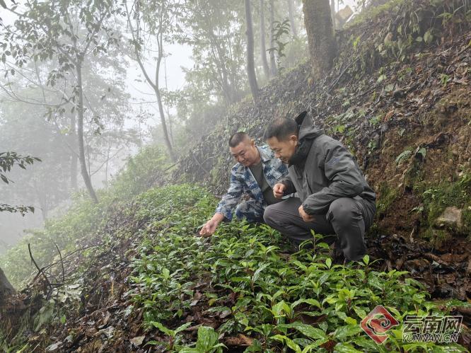 药材种植龙头上市公司_药材种植龙头股_最大的中药材种植龙头