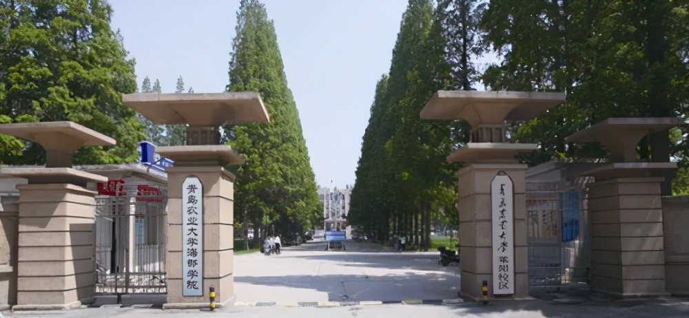 青岛大学是211还是985_青岛大学是211985吗_青岛大学是211大学吗