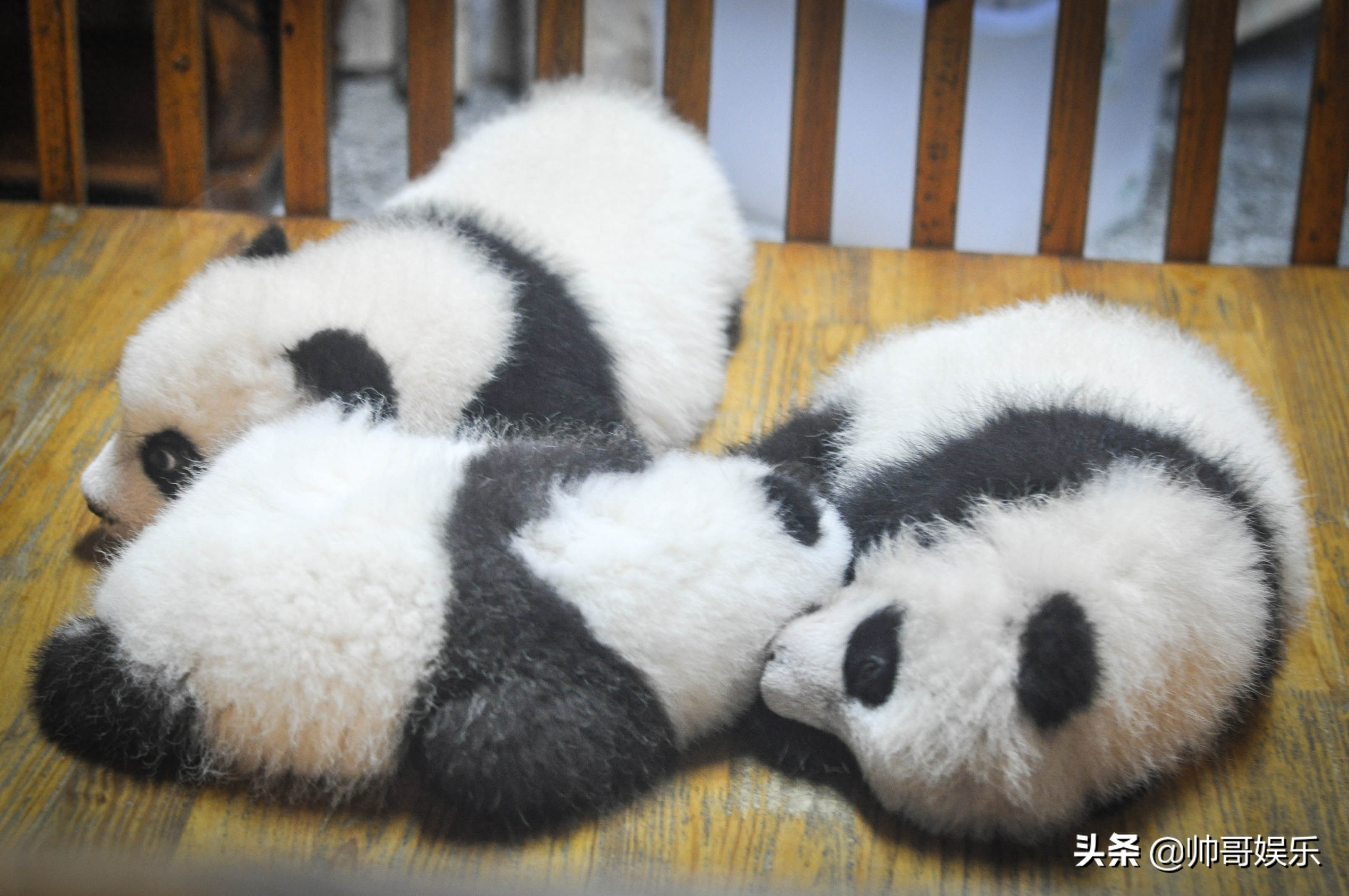 大熊猫(学名：Ailuropoda melanoleuca，英文名称：Giant panda)