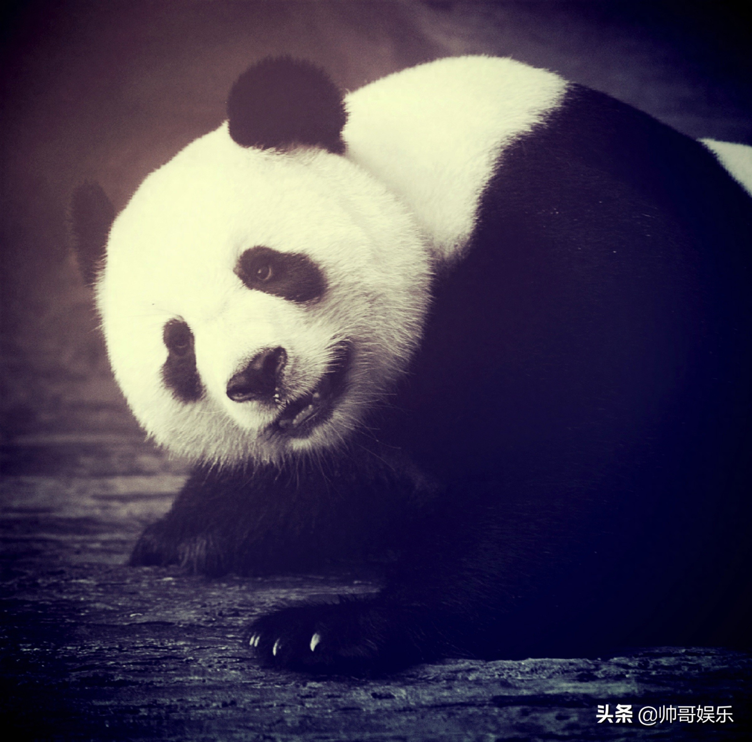 大熊猫(学名：Ailuropoda melanoleuca，英文名称：Giant panda)