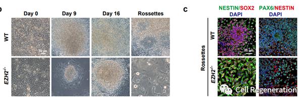 cells_sertolicells_cancercells