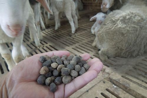 羊粪怎么处理羊粪的五种处理方法及用处
