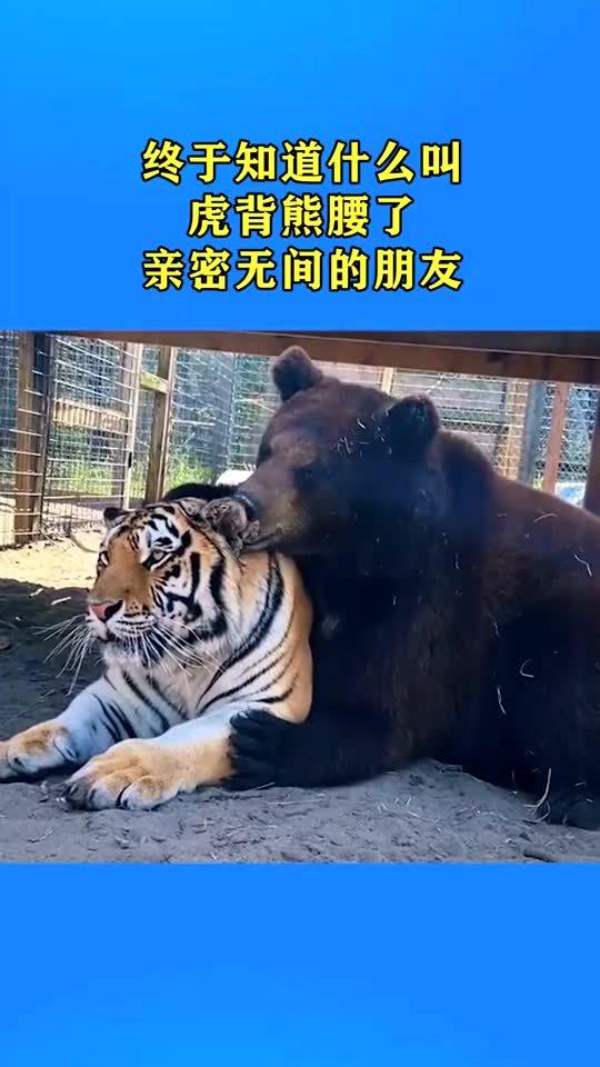 虎什么熊什么