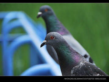 鸽子英语怎么读pigeon