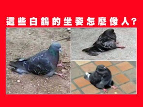 pigeons什么意思