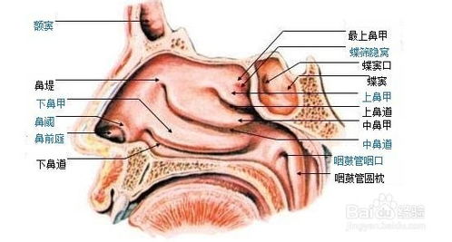 鼻腔是哪个部位