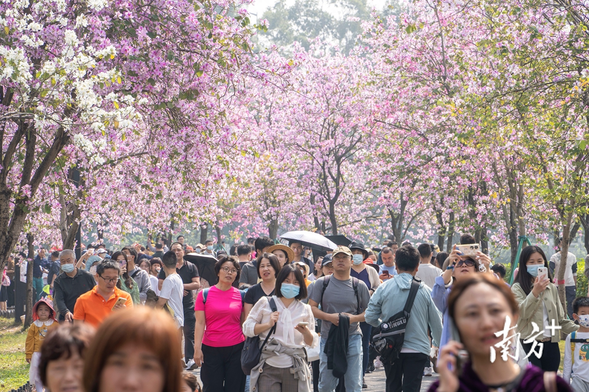 广州市花_广州市花都区_广州市花都区天气预报