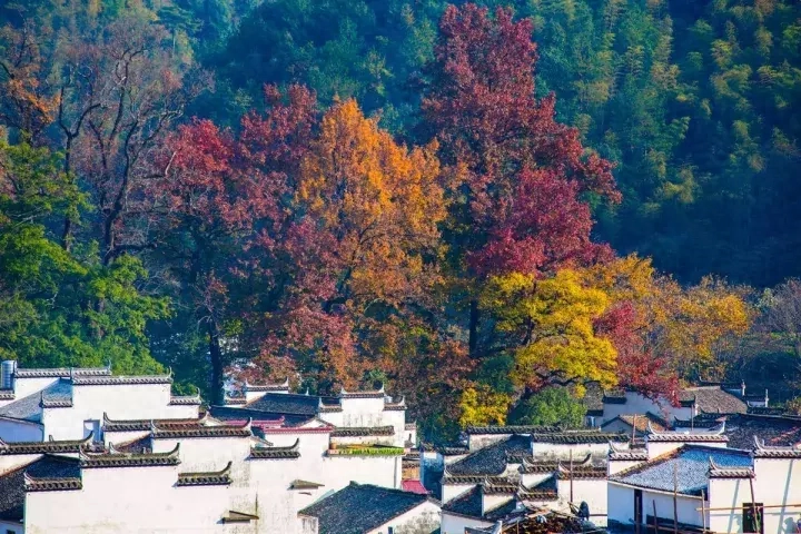 婺源旅游攻略_攻略婺源旅游的地方_婺源旅游攻略景点必去