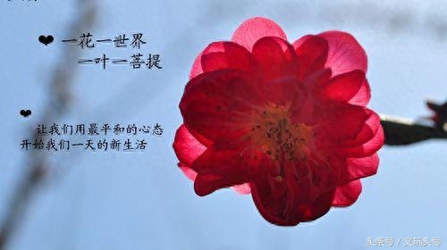 菩提手串象征着什么_寓意菩提手串有哪些_菩提手串有什么寓意